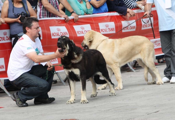 Puppy Females - Luarca, Asturias, Spain (AEPME), 21.07.2012
Keywords: 2012