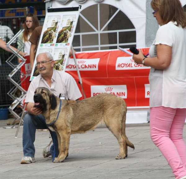 Peca de Aurocan: VG 3 - Puppy Females -Luarca, Asturias, Spain (AEPME), 21.07.2012
Keywords: 2012