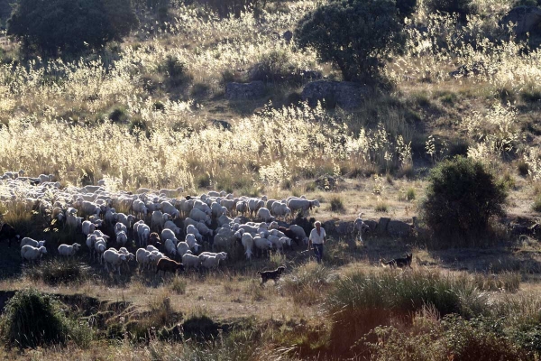 Working mastines with sheep - Ávila 22.09.2013
Keywords: flock