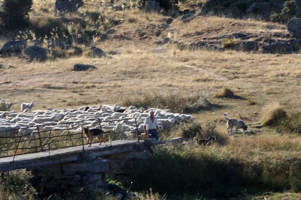 Working mastines with sheep - Ávila 22.09.2013
Keywords: flock