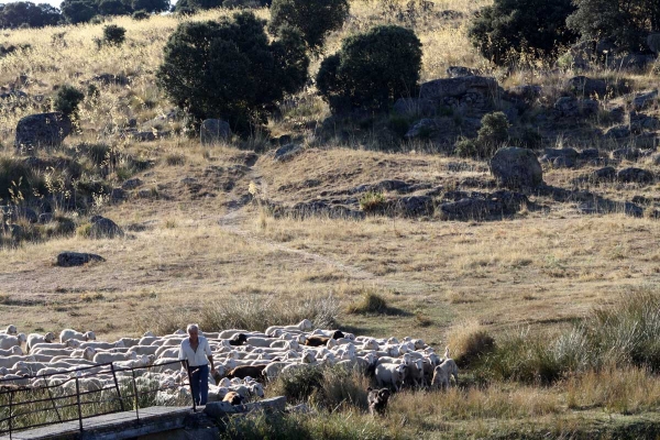 Working mastines with sheep - Ávila 22.09.2013
Keywords: flock