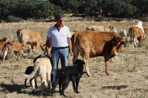 Mastín from Galisancho - Ávila 22.09.2013 
Anahtar kelimeler: flock galisancho