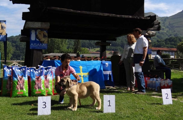 Best Young Puppy, Cangas de Onis, Asturias, Spain 05.07.2014
Keywords: 2014