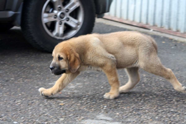 Puppy from Los Zumbos 13.09.2014
Keywords: zumbos