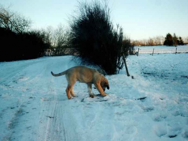 Becky (Tornado Erben)
(Ch. Baskervil Mastibe x Jolana FI-IT) 
Born: 23-12-2004 
Keywords: puppy cachorro snow nieve