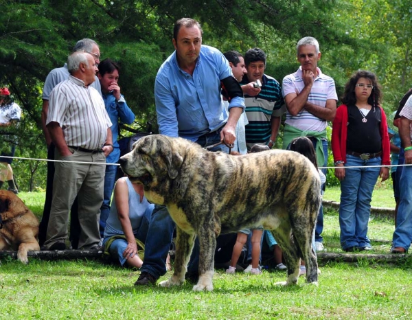 Tigre de los Montes Pravianos: Best Male - Barrios de Luna 11.09.2011 
Keywords: 2011 pravianos