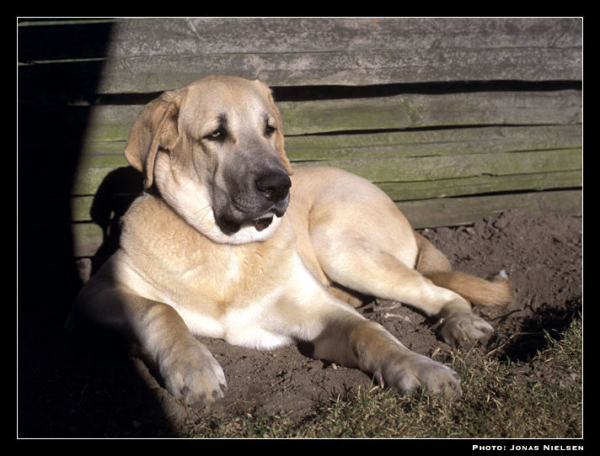 Toro de la Peña Mora - 9 months old
(Ch. Cañon de Fuente Mimbre x Jara de Ablanera)
Born: 28.08.2002
Keywords: toro