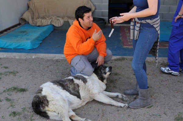 My 'virtual' adoption Gabriela, an old mastín living in the animal shelter 'Scooby', Medina del Campo, Valladolid, Spain
