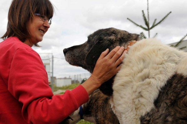 My 'virtual' adoption Gabriela, an old mastín living in the animal shelter 'Scooby', Medina del Campo, Valladolid, Spain
