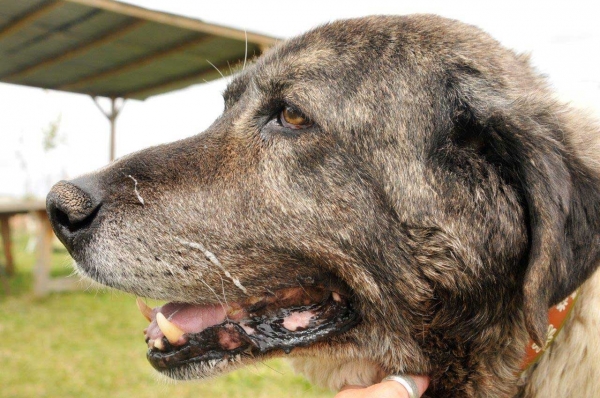 My 'virtual' adoption Gabriela, an old mastín living in the animal shelter 'Scooby', Medina del Campo, Valladolid, Spain
