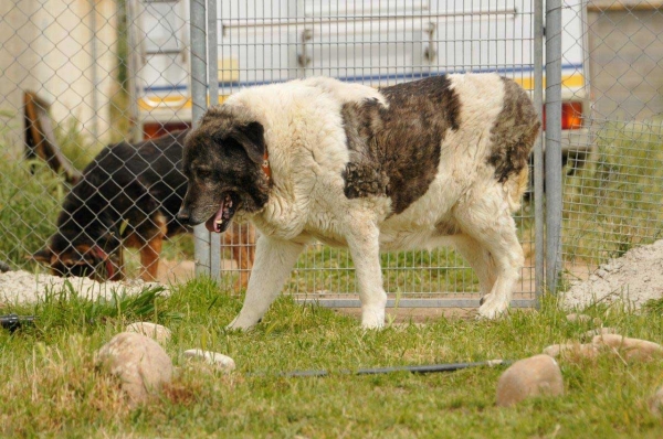 My 'virtual' adoption Gabriela, an old mastín living in the animal shelter 'Scooby', Medina del Campo, Valladolid, Spain
