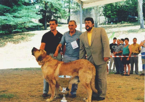 Duque del Valle de Santiago - Best in Show, La Pola de Gordon 25.07.1999
Poli de las Cañadas x Luna) 
Born: 10.04.1994 
 

Keywords: 1999 valle