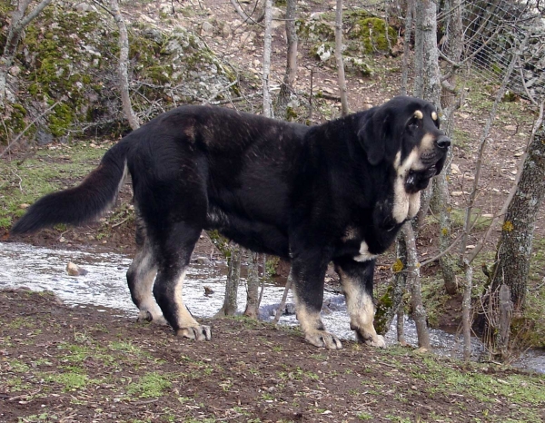 Kimbo - father of 'Puerto Canencia' puppies born 19.03.2011
Keywords: canencia