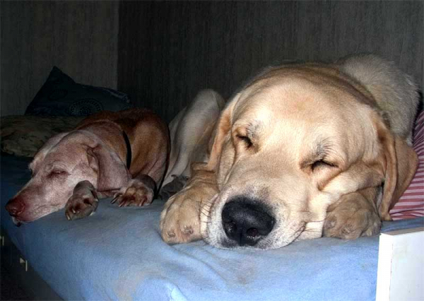 Liva (12 year old Vizsla) and Toro de La Peña Mora - April 06
Toro: (Ch. Cañon de Fuente Mimbre x Jara de Ablanera)
Born: 28.08.2002
Keywords: pet toro