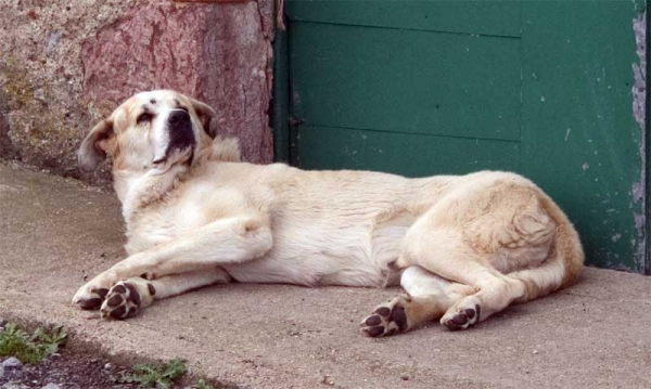 Mastín in Villamañín, León, September 2006
