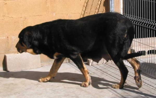 Mother of a new born litter - Las Cañadas, León, Spain - September 2004
