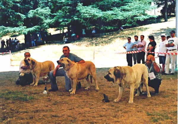 Left: 1ª Duquesa de Autocan, 2ª Tormenta de los Zumbos & 3ª Ambra de Ribayón - Open Class Females, La Pola de Gordon 25.07.1999


Keywords: 1999