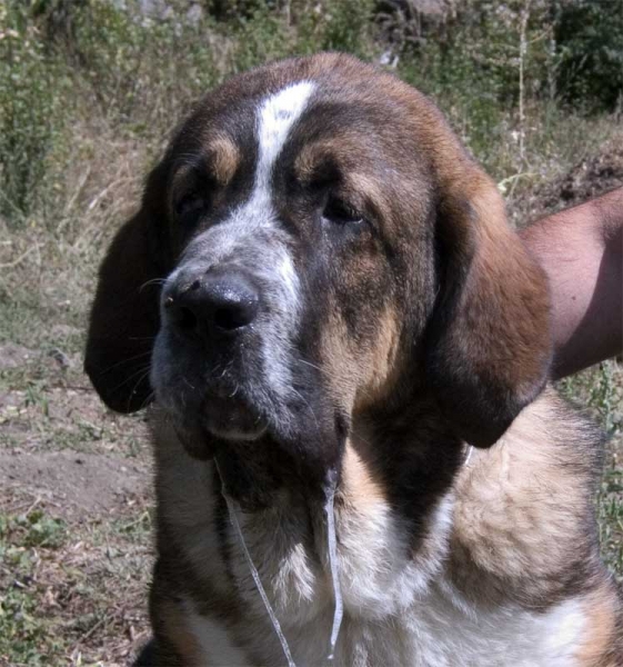 Caronte II de Tsaciana, 5 months old
Keywords: tsaciana head portrait cabeza puppy cachorro