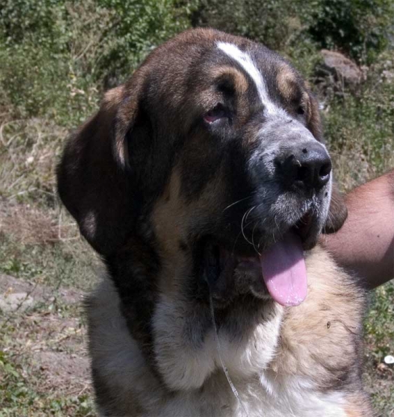 Caronte II de Tsaciana, 5 months old
Keywords: tsaciana head portrait cabeza puppy cachorro