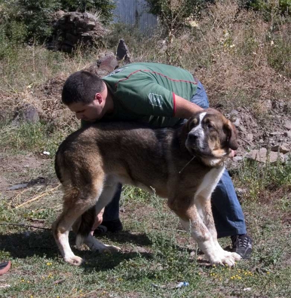 Caronte II de Tsaciana, 5 months old
Keywords: tsaciana puppy cachorro