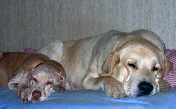 Liva (12 year old Vizsla) and Toro de La Peña Mora - April 06
Toro: (Ch. Cañon de Fuente Mimbre x Jara de Ablanera)
Born: 28.08.2002
Keywords: pet toro