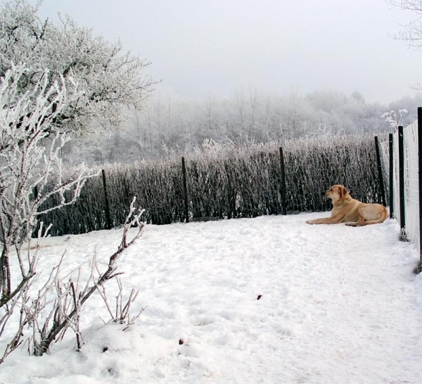 Toro de la Peña Mora - Winter 2005
(Ch. Cañon de Fuente Mimbre x Jara de Ablanera)
Born: 28.08.2002
Keywords: sallytoro snow nieve