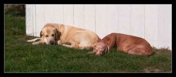 Toro de la Peña Mora & our Vizsla Liva - Summer 2005
(Ch. Cañon de Fuente Mimbre x Jara de Ablanera)
Born: 28.08.2002
Keywords: pet toro