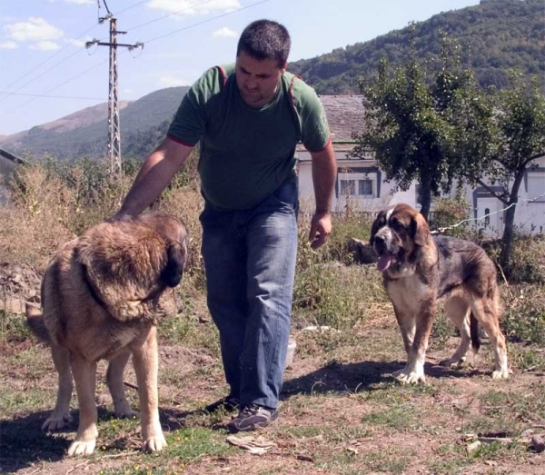 Villaseca de Tsaciana, 4 years old & Caronte II de Tsaciana, 5 months old
Keywords: tsaciana