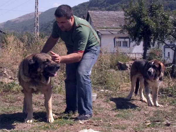 Villaseca de Tsaciana, 4 years old & Caronte II de Tsaciana, 5 months old
Keywords: tsaciana