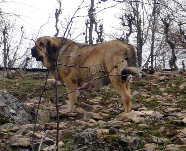 Yeza de Abelgas - mother of 'Puerto Canencia' puppies born 19.03.2011
Keywords: canencia