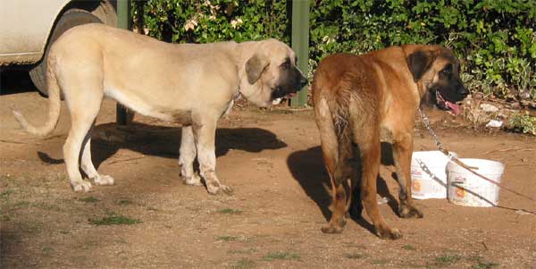 Malaga & Cadiz de Orzowei - September 2004
(Elfo Dancá Cotufa x Guachi Dancá Cotufa) 
Born: 06-12-2003
Breeder & owner: Carlos Salas Pardo  

Keywords: orzowei