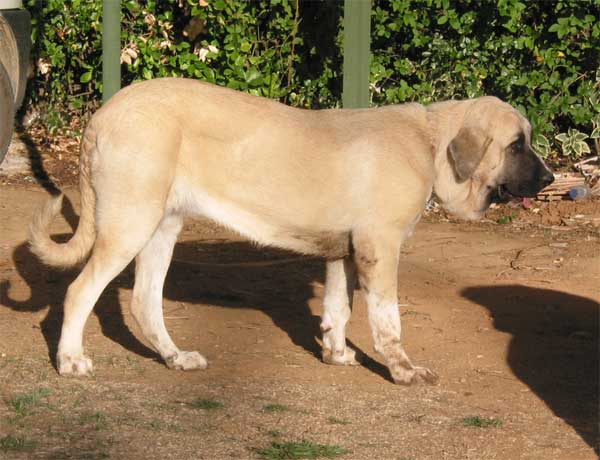 Malaga de Orzowei - September 2004
(Elfo Dancá Cotufa x Guachi Dancá Cotufa) 
Born: 06-12-2003
Breeder & owner: Carlos Salas Pardo
 

Mots-clés: orzowei