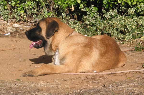 Cádiz de Orzowei - September 2004
(Elfo Dancá Cotufa x Guachi Dancá Cotufa) 
Born: 06-12-2003
Breeder & owner: Carlos Salas Pardo  

