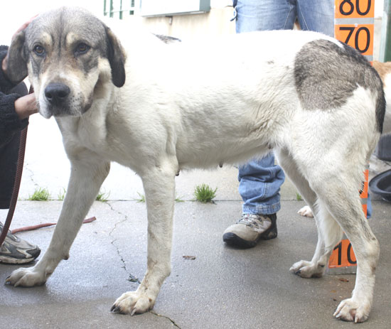 ADOPTION 2011- PACA, 4.5 years old (ref. 101061)
http://www.mimejoramigo.com/apasos/perro.php
Fecha: 2010-11-00 
Raza: MASTIN  
Edad: 4.5 AÑOS 
Sexo: HEMBRA
Descripción: ABANDONADA EN UN PUEBLO. ESTA ASUSTADA, SOCIABLE CON PERROS Y PERSONAS.
Video: http://www.mimejoramigo.com/apasos/ficha.php?id=6845
Si estás interesado en adoptar este animal: Llámanos cuanto antes a los siguientes teléfonos
perros: 667 81 76 50 / 686 38 26 34 e indicanos su referencia (REF: 101061)
o a este email: apasosvitoria@gmail.com

Deutscher Ansprechpartner:
E-Mail: c-nickel@t-online.de (bitte unbedingt Stichwort "Vitoria" im Betreff angeben) 
Tel.Nummer: 0177 / 2118338 (bitte ggf. Nachricht auf Mailbox hinterlassen, Rückruf erfolgt).


Keywords: vitoria