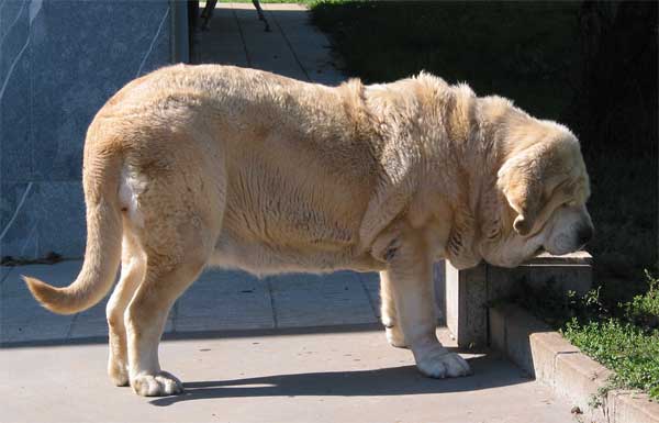 Paca de Ablanera
(Nelsón de Ablanera x Ch. Perla de Ablanera)  

