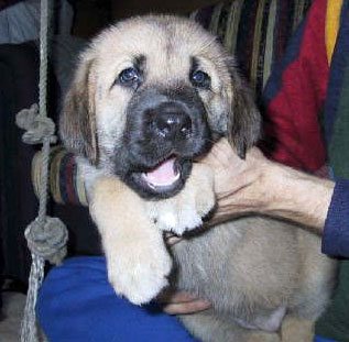 Puppy from Cibine
Keywords: puppy cachorro
