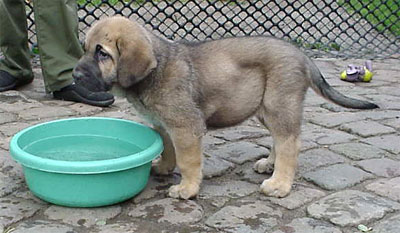 Puppy from Cibine
Keywords: puppy cachorro