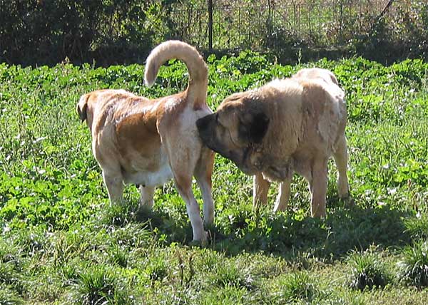 Dulce & Romeo (Rondo, old mastín male) de los Zumbos 2004
Keywords: zumbos