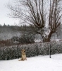 Filename=1649toro.jpg
Filesize=78KiB
Dimensions=600x676
Date added=%481 %25, %2006 1649toro.jpg