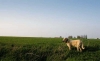 Filename=27_04_2007_toro.jpg
Filesize=38KiB
Dimensions=800x490
Date added=%934 %27, %2007 27_04_2007_toro.jpg