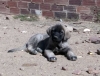 Filename=2905-puppy.jpg
Filesize=56KiB
Dimensions=732x561
Date added=%772 %02, %2006 2905-puppy.jpg