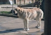 Filename=2945.jpg
Filesize=53KiB
Dimensions=800x559
Date added=%426 %30, %2006 2945.jpg