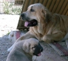 2951-mother-puppy.jpg