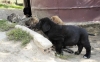 Filename=6660-small-puppies.jpg
Filesize=137KiB
Dimensions=1500x931
Date added=%493 %13, %2009 6660-small-puppies.jpg