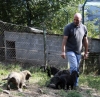 6665-small-puppies.jpg