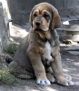 Filename=6668-puppy-oscar-pach.jpg
Filesize=91KiB
Dimensions=1054x1200
Date added=%480 %08, %2009 6668-puppy-oscar-pach.jpg