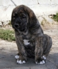 Filename=6669-small-puppy.jpg
Filesize=105KiB
Dimensions=1026x1200
Date added=%481 %08, %2009 6669-small-puppy.jpg