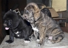 6674-small-puppies.jpg