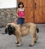 Filename=6679-puppy-from-buxionte.jpg
Filesize=113KiB
Dimensions=1121x1200
Date added=%855 %16, %2009 6679-puppy-from-buxionte.jpg