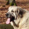 Filename=Haban2.jpg
Filesize=44KiB
Dimensions=400x400
Date added=%505 %27, %2006 Haban2.jpg